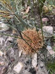 Banksia sphaerocarpa
