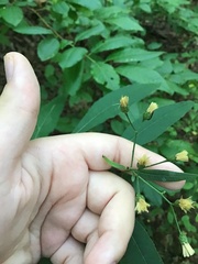 Hieracium paniculatum