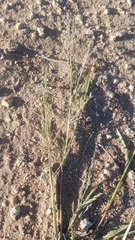 Eragrostis minor