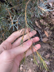 Banksia sphaerocarpa