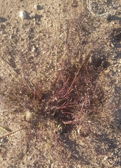Eragrostis minor