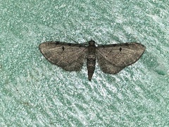 Eupithecia absinthiata