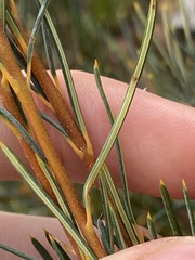 Banksia sphaerocarpa