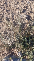 Eragrostis minor