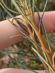 Banksia sphaerocarpa