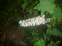 Stenanthium gramineum