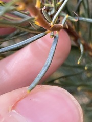 Banksia sphaerocarpa