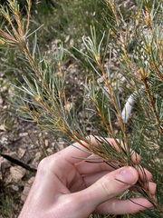 Banksia sphaerocarpa