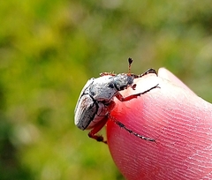 Macrodactylus mexicanus