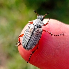 Macrodactylus mexicanus