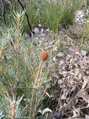 Banksia sphaerocarpa