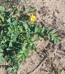 Sibbaldianthe bifurca