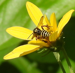 Nomada