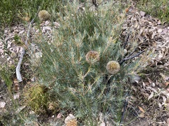 Banksia sphaerocarpa