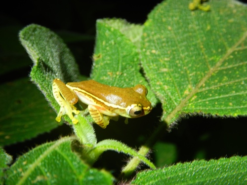 Rhacophorus lateralis