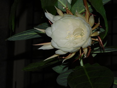 Epiphyllum oxypetalum
