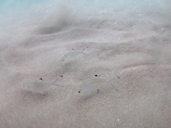 Trachinotus ovatus