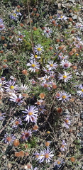 Asterothamnus alyssoides