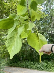Catalpa