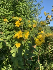 Silphium