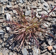 Cleistogenes squarrosa