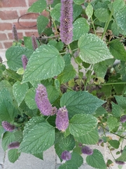 Agastache foeniculum