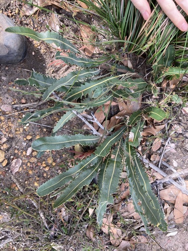 Image of Banksia gardneri by (c) Thomas Mesaglio, some rights reserved (CC BY)