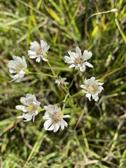 Solidago ptarmicoides