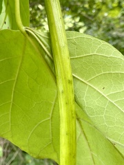 Catalpa