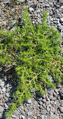 Salsola collina