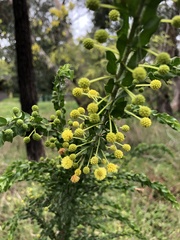 Acacia paradoxa