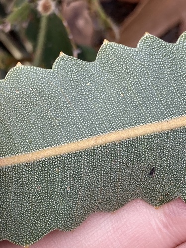 Image of Banksia gardneri by (c) Thomas Mesaglio, some rights reserved (CC BY)