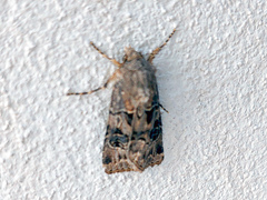Agrotis bigramma