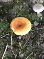 Gyroporus castaneus