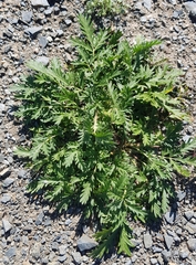 Potentilla tergemina
