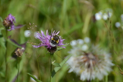 Bombus lucorum