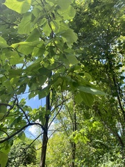 Catalpa