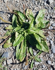 Plantago depressa