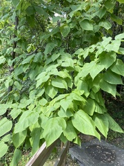 Catalpa