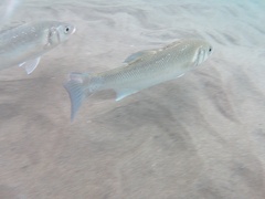 Dicentrarchus labrax