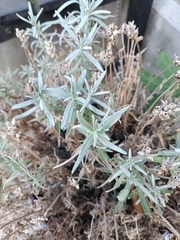 Lavandula dentata