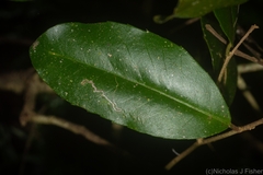Croton acronychioides
