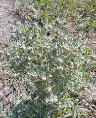 Artemisia macrocephala