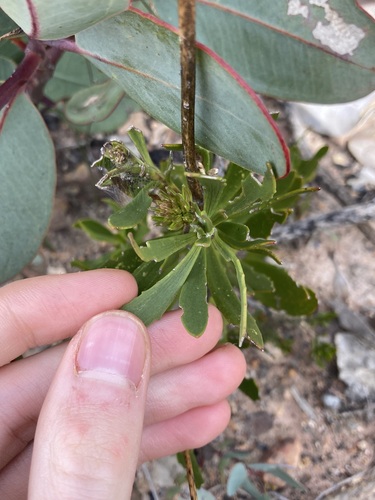 Image of Goodenia scapigera by (c) Thomas Mesaglio, some rights reserved (CC BY)