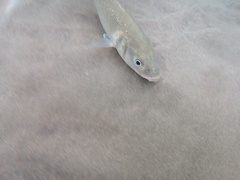 Dicentrarchus labrax