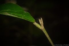 Croton acronychioides