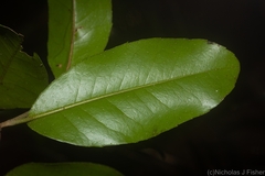 Croton acronychioides