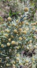 Artemisia macrocephala
