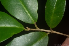Croton acronychioides
