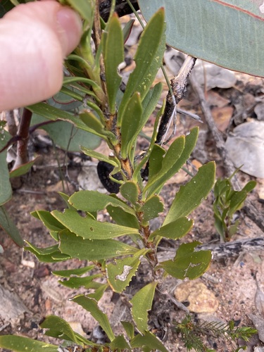 Image of White Goodenia (Goodenia scapigera) by (c) Thomas Mesaglio, some rights reserved (CC BY)